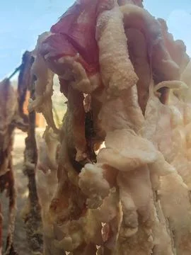 Dried meat is suspended on a string Stock Photos