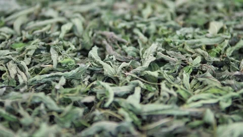 Dried mint that is added to soups and gives flavor, Stock Footage 246632835
