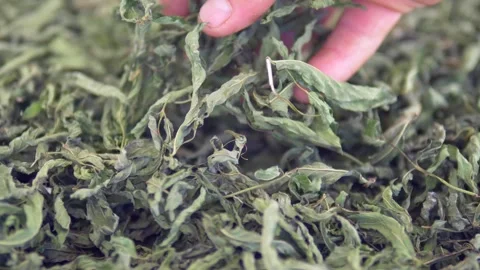 Dried mint that is added to soups and gives flavor, Stock Footage 246633079