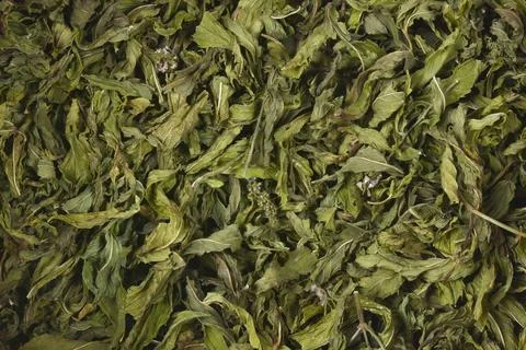 Dried mint leaves background Stock Photos
