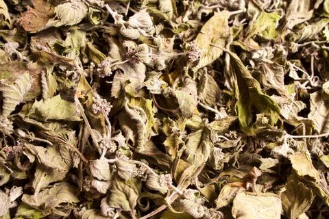 Dried mint leaves. Foto stock