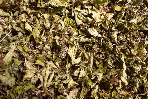 Dried mint leaves. Stock Photos