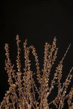 Dried mint plant Stock Photos