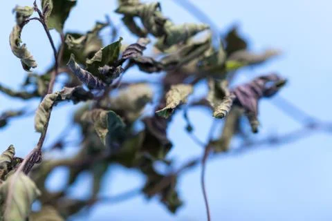 Dried mint for tea on a blue background Stock Photos