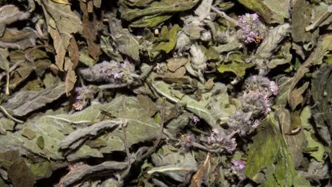 Dried mint.Background of dried peppermint. Stock Photos