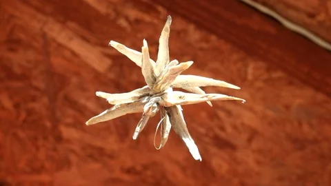 Dried monkey goby rotates slowly on a rope Stock Footage 110604619