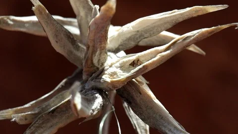 Dried monkey goby rotates slowly on a rope Stock Footage 110604746