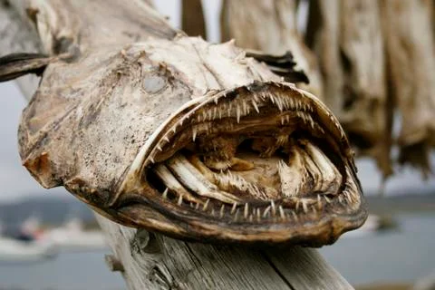 Dried monkfish Stock Photos