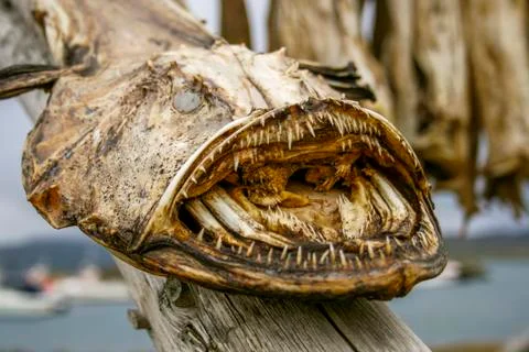 Dried monkfish Stock Photos