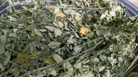 Dried Moringa Leaves in a Basin Stock Footage 158309332
