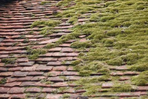 Dried moss on old rustic tiled roof with uneven tiles Stock Photos