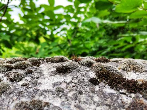 Dried mossy stone. Stock Photos