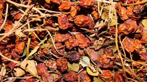 Dried mountain ash. Stock Photos