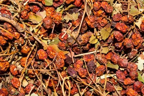 Dried mountain ash. Stock Photos