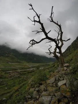 Dried Mountain Tree Stock Photos