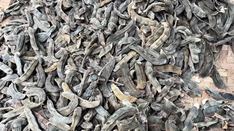 Dried Mucuna Pruriens Stock Footage 308269273