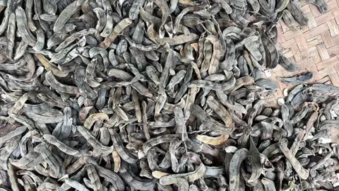 Dried Mucuna Pruriens Stock Footage 308269274