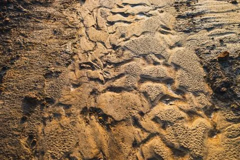 Dried Mud Crust Texture Фото