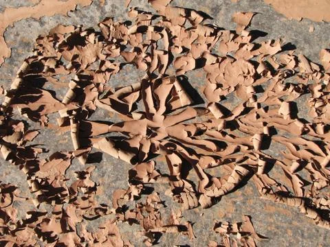 Dried mud flakes Stock Photos