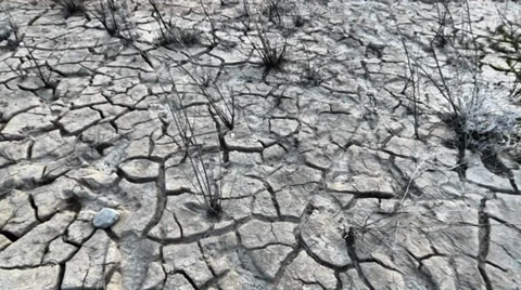 Dried Mud Flat and Dead Bushes Video stock 37125817