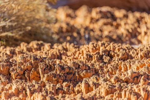 Dried mud forms intricate clay shapes under sunlight. Stock Photos