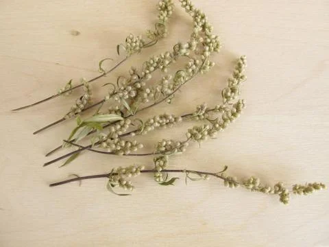 Dried mugwort Stock Photos