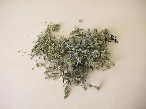 Dried Mugwort Stock Photos