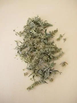 Dried Mugwort Stock-Fotos