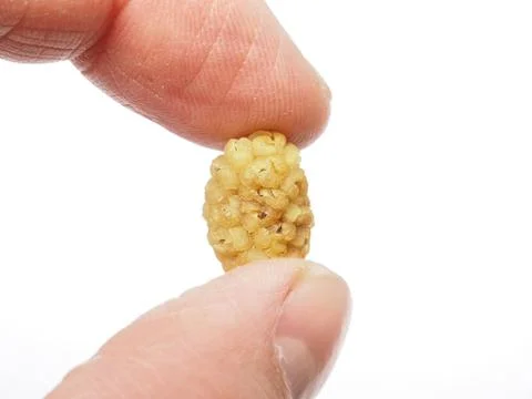 Dried mulberry Foto stock