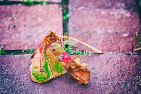 Dried multicolor leaf on a stone road. Stock Photos