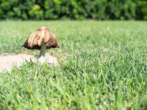 Dried mushroom in the meadow Stock Photos