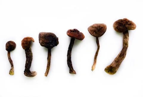 Dried mushroom. Stock Photos