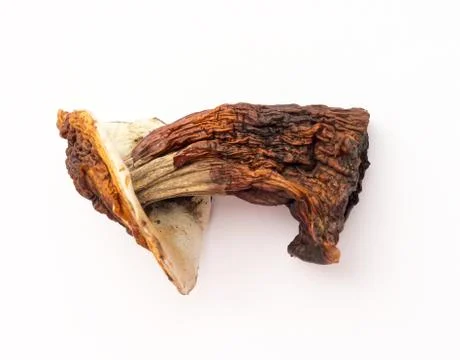 Dried mushroom. Stock-Fotos