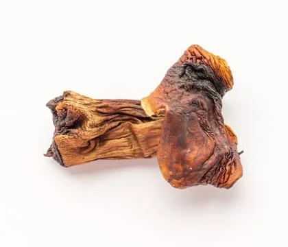 Dried mushroom. Foto stock