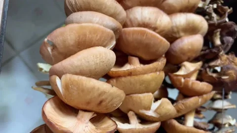 Dried mushrooms Stock Footage 219429775