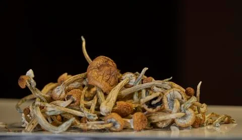 Dried Mushrooms Stockfoto's