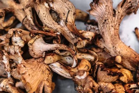 Dried mushrooms texture for background or poster close up Stock Photos