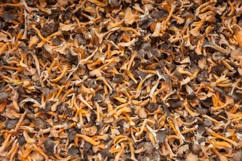 Dried mushrooms as texture Stock Photos