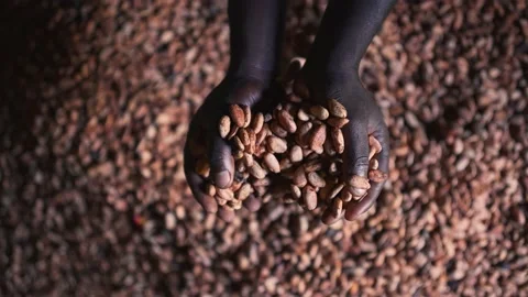 Dried natural cocoa beans falling from a black African hands.
Cacao farm Stock Footage 152914952