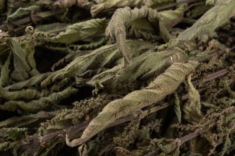Dried nettle on a black kitchen table. Dry leaves of nettles bound in a bunch Stock Photos