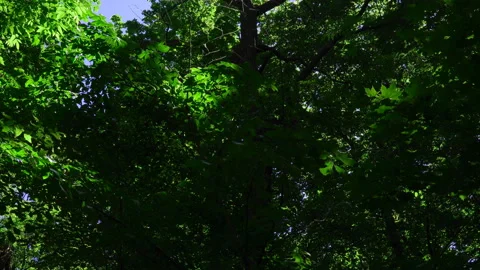 The Dried Oak Is Among The Trees. Video stock 89933664