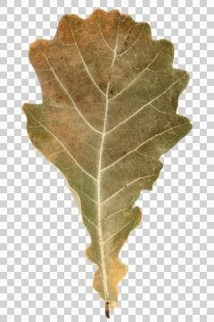 Dried oak leaf with visible venation structure botanical closeup Stock Photos