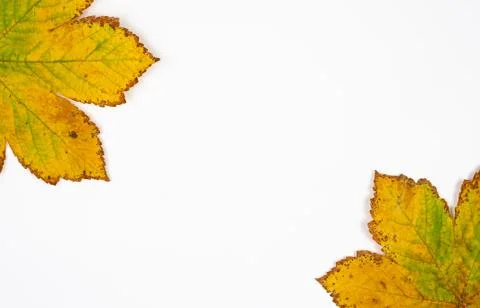 Dried  oak  leaves on white background. Stock Photos