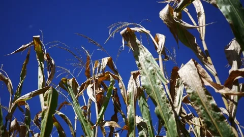 Dried october Fall Corn Husks on Clear Blue Afternoon Sky Background Video stock 347034028