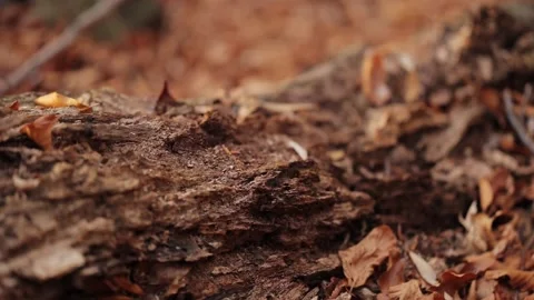 Dried old fallen tree in a beech forest on the ground in dry leaves in autumn 스톡 동영상 170021453