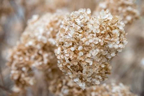 Dried old Hydrangeas. Early spring. Dry flowers. Foto stock