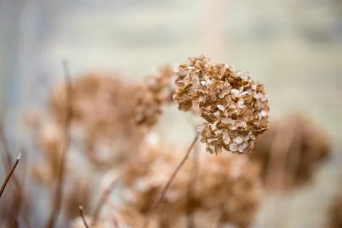 Dried old Hydrangeas. Early spring. Dry flowers. Foto stock