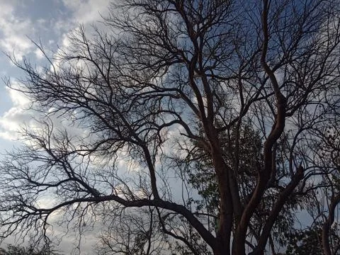Dried old tree with sky Stock Photos