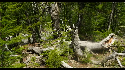 Dried Old Tree in Taiga Stock Footage 56101088