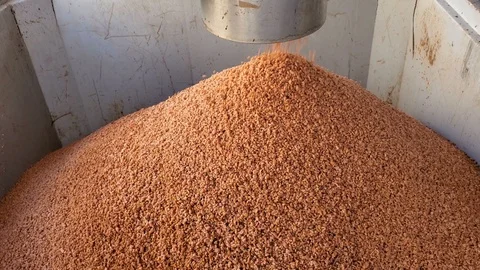 Dried olive kernel pomage production in oil milling process industry, 4k Stock Footage 120526709